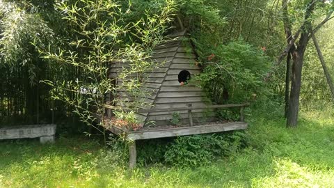 Is this house a bird's house?