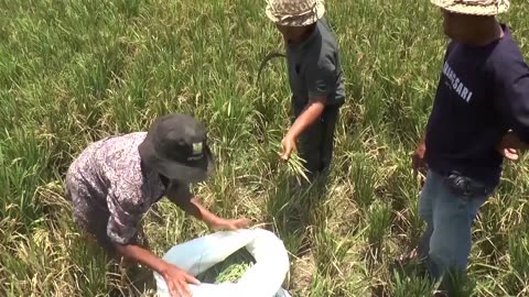 Bali's dams, crops drying up as drought worsens