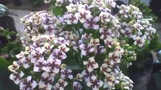 Lindas flores da fortuna branca na floricultura, sinal de boa sorte! [Nature & Animals]