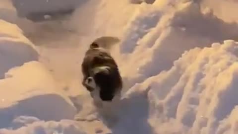 Luna Puppy Cavalier King Charles Spaniel Dog Hops in Huge Fresh Snow Dump