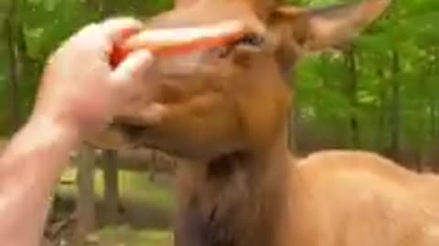 animal funny video !! #short