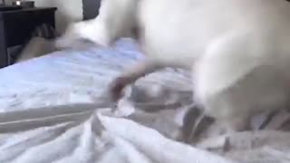 Excited Dog Does Donuts