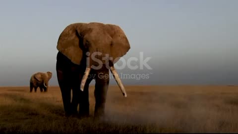 elephant sound