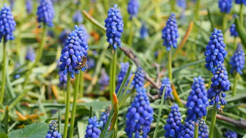 Muscari Or Grape Hyacinth With Flying Bees