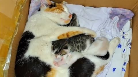 The mother is nursing her kittens. Baby Kittens are so cute.