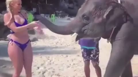 elephant funny video