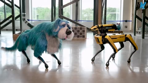 Boston Dynamics Robot Dog Given Life Like Costume Makeover I Boston Dynamics Robot