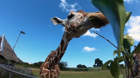 Asian Zoo. Feeding Giraffes. Giraffes Eat Plants. Singapore