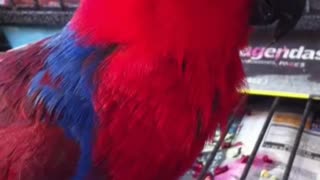 Eclectus parrot sneezing fit