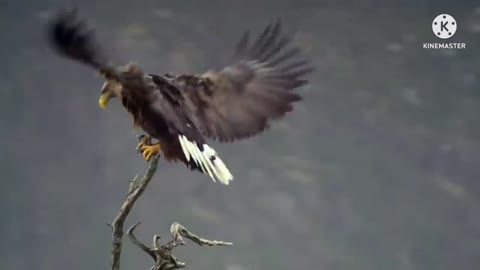 VERY BIG MISTAKE BY EAGLE THEY ATTACK ON LEOPAD BABY.