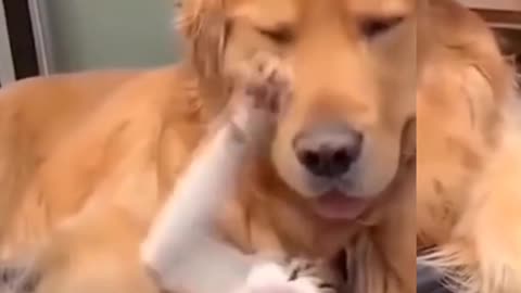 Cute friendship between Dog and my kitten - funny and interesting video