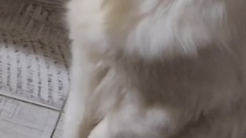 Cheese Lover: Watch This Adorable Cat Go Crazy for Cheese!"