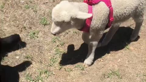 Lost Lamb Becomes Loyal Pack Member