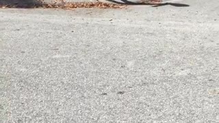 Cat walks home from school with little girl