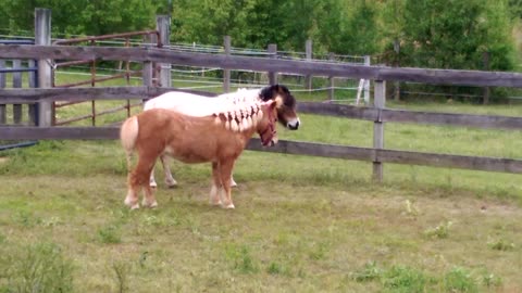 Visiting Rescued Mini-Horse Lil-Bit Prior to Adoption