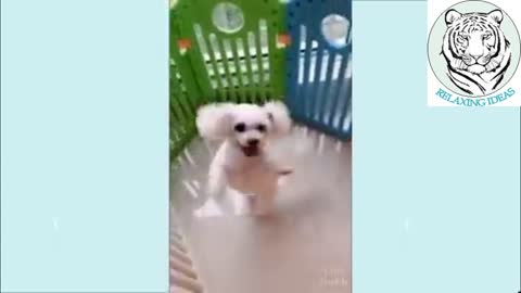 Watch this dog spins like ballete
