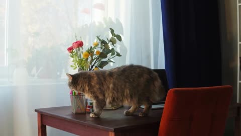 Cat standing on table in living room. Domestic animal at home