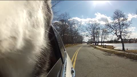 Mishka the Talking Husky goes for a car ride