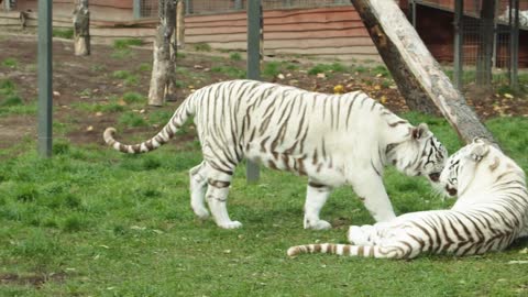 White Tiger in open fields.