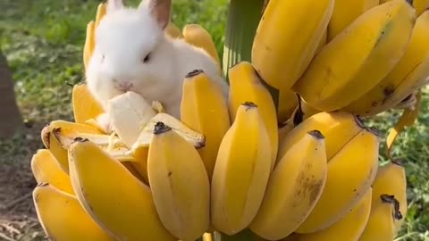 Everybody loves Nanners #shorts #shortvideo #video #virals #videovira