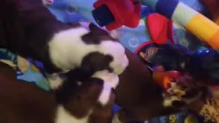 Boxer Puppies playing with their new toy!