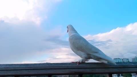 Cute white pigeon