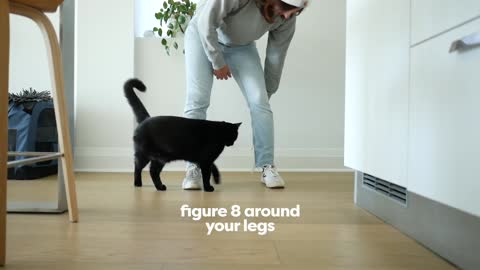 Cool Tricks To Teach Your Cat