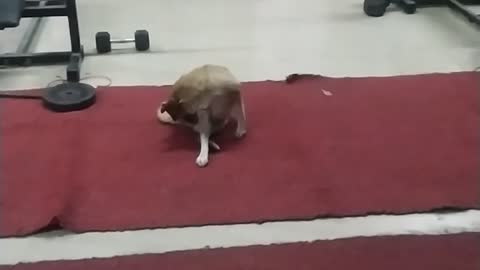 Dog in gym