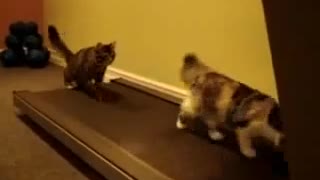 Funny Kitties Working Out On Treadmill