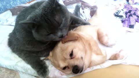 A cat love to lick your dog!