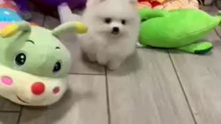 Pomeranian pom pom spitz nain