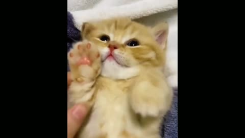 Cute ginger kitten lying on her back😍