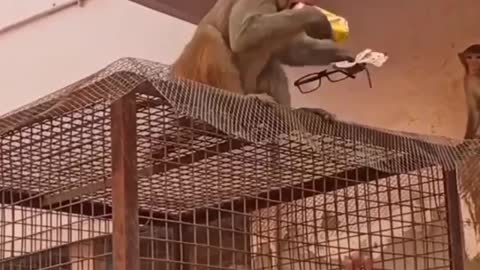 Funny Animal Clips | Amazing Footage For Monkey Video