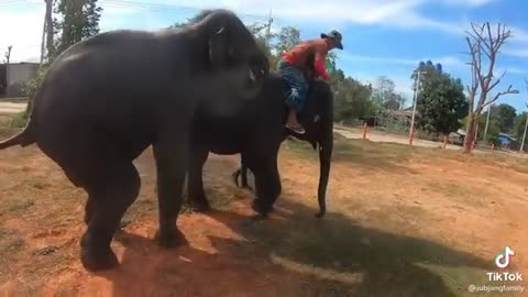 ITS SO FUNNY VIDEOS ELEPHANT IS JEALOUS TO HUMAN😹😹😹