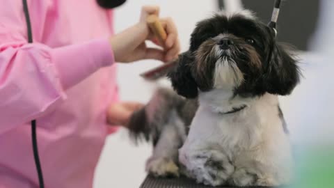 Woman Working In Pet Shop And Grooming Dog For Beauty