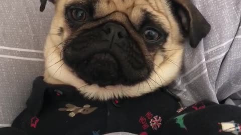 Just a pug in pajamas eating a snack in bed