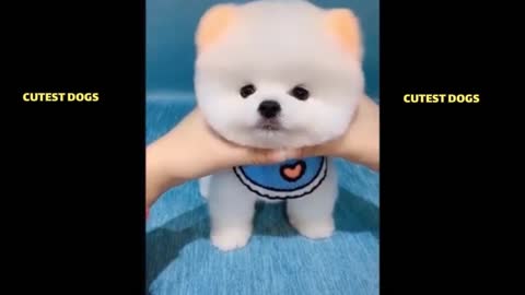 POMERANIAN THE CUTEST DOGS