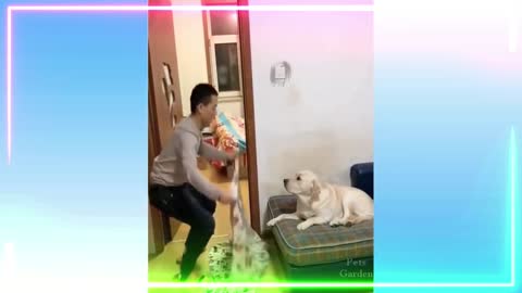 Can and dog funny video.