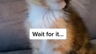 It’s not over until the cute kitty sings!