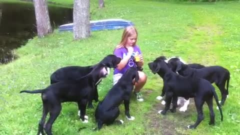 Teaching Great Dane Puppies Their Name