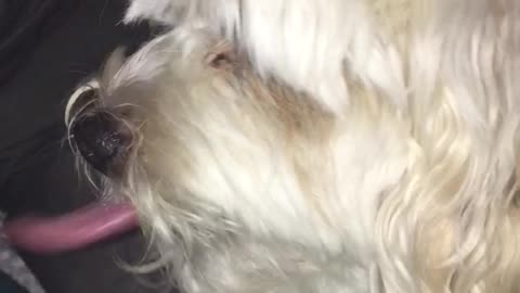 White dog keeps licking nose in dark