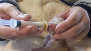 New born labradoodle 1st time eating