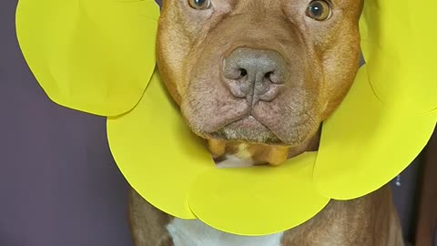 Pitbull Wears Pretty Flower Headdress