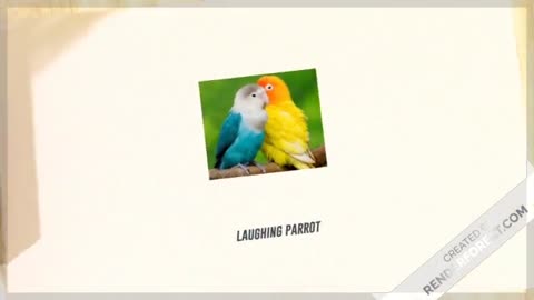 laughing parrot