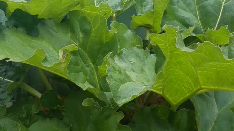 Home allotment 2