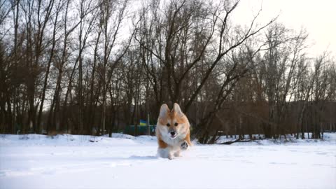 Little dog running in snow in slow motion