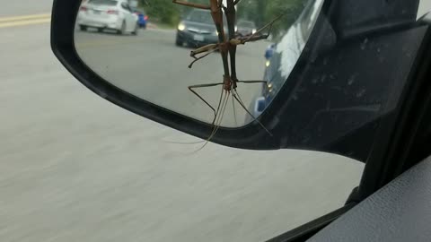 GIANT Texas Walking Stick