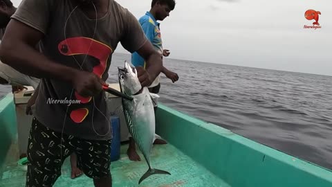 Catching Diamond Trevally Fish, King Fish & Bonito Fish in the Sea
