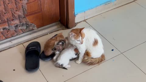 My cat babies born