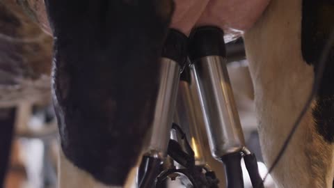 Milking of a cow by robot